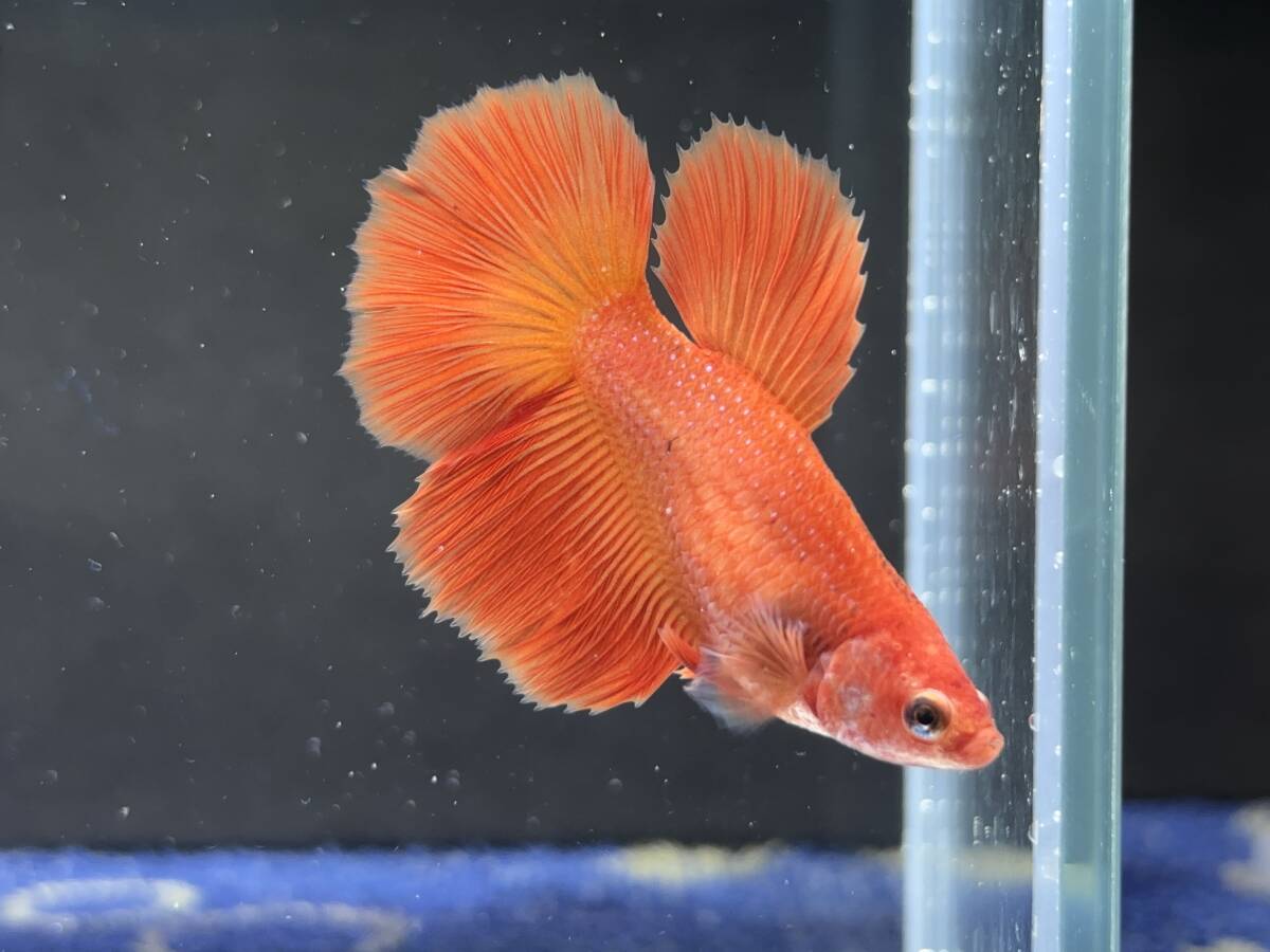 344 female betta Chan [ animation seeing .^^] orange red half moon! beautiful . pretty! pairing or. aquarium .![. put on complete compensation ]