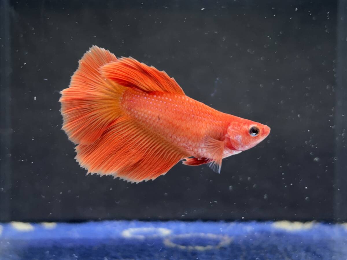 344 female betta Chan [ animation seeing .^^] orange red half moon! beautiful . pretty! pairing or. aquarium .![. put on complete compensation ]