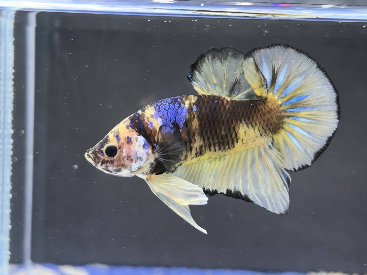 C014 betta Chan *[ animation seeing .^^]NEW! super beautiful beauty! black edge yellow pra cut [ safety transportation!][ Thai direct import ][. put on complete compensation ]