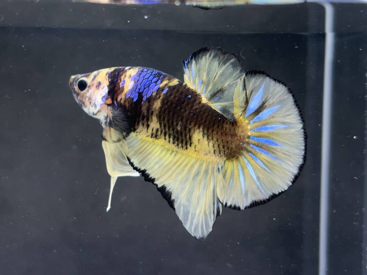 C014 betta Chan *[ animation seeing .^^]NEW! super beautiful beauty! black edge yellow pra cut [ safety transportation!][ Thai direct import ][. put on complete compensation ]
