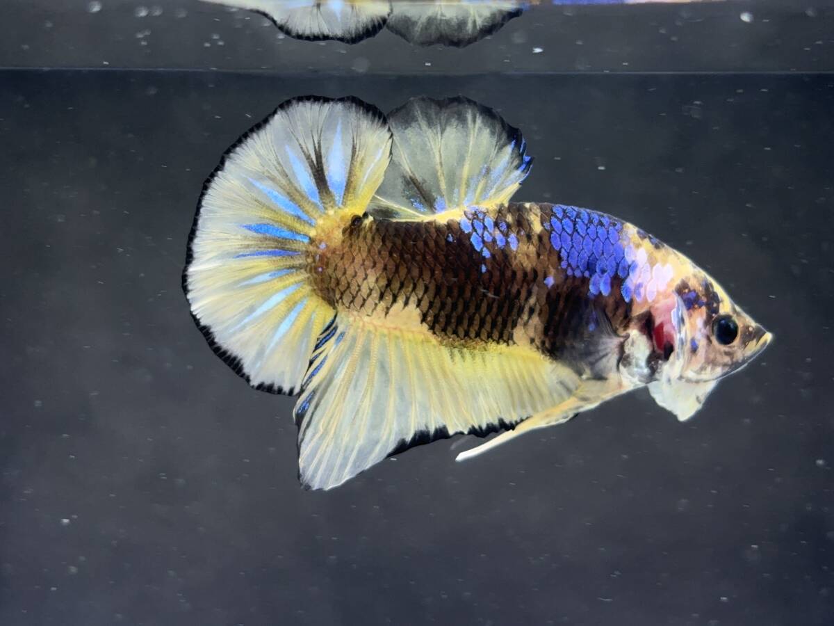 C014 betta Chan *[ animation seeing .^^]NEW! super beautiful beauty! black edge yellow pra cut [ safety transportation!][ Thai direct import ][. put on complete compensation ]