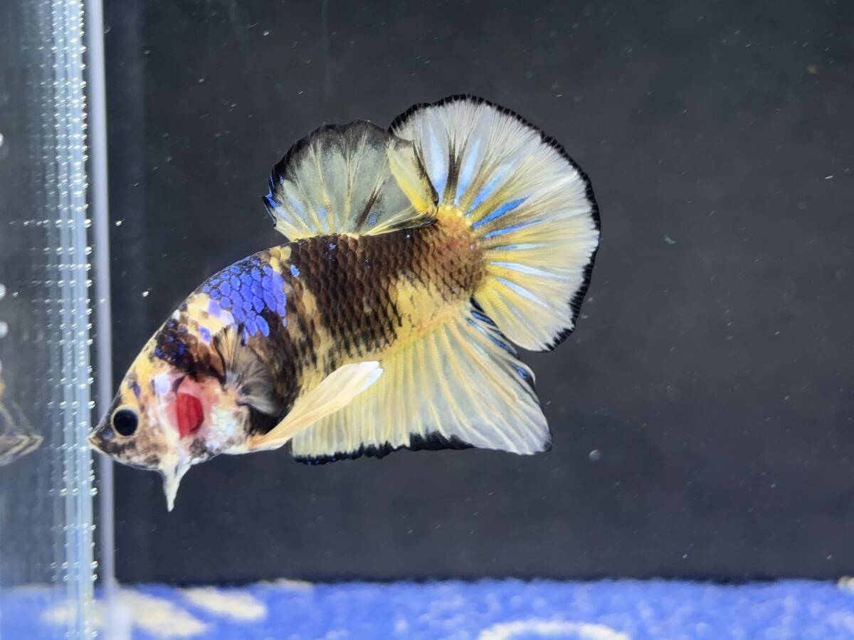 C014 betta Chan *[ animation seeing .^^]NEW! super beautiful beauty! black edge yellow pra cut [ safety transportation!][ Thai direct import ][. put on complete compensation ]