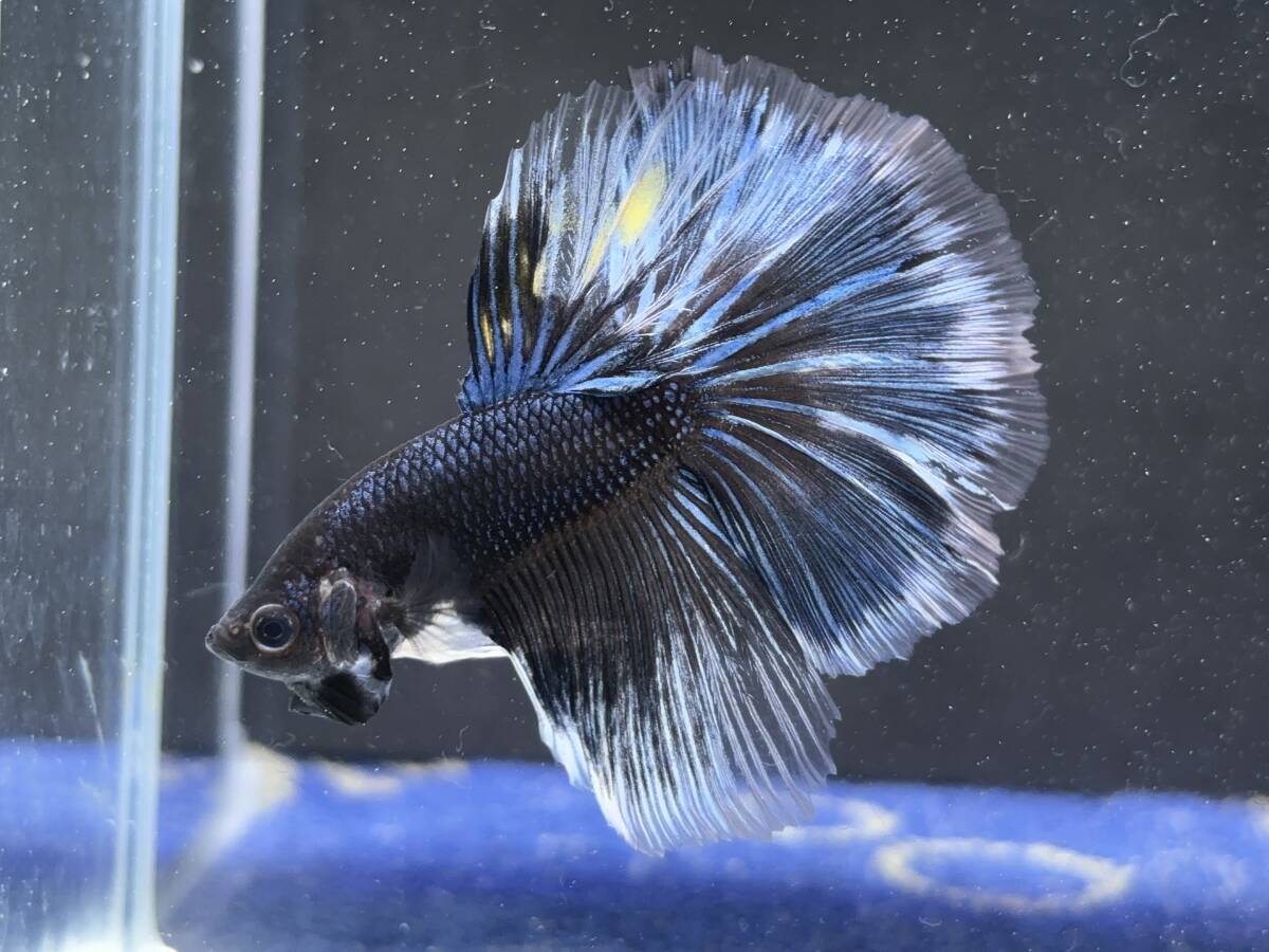 C056 betta Chan *[ animation seeing .^^]NEW! super beautiful beauty! blue black Dragon half moon [ safety transportation!][ Thai direct import ][. put on complete compensation ]