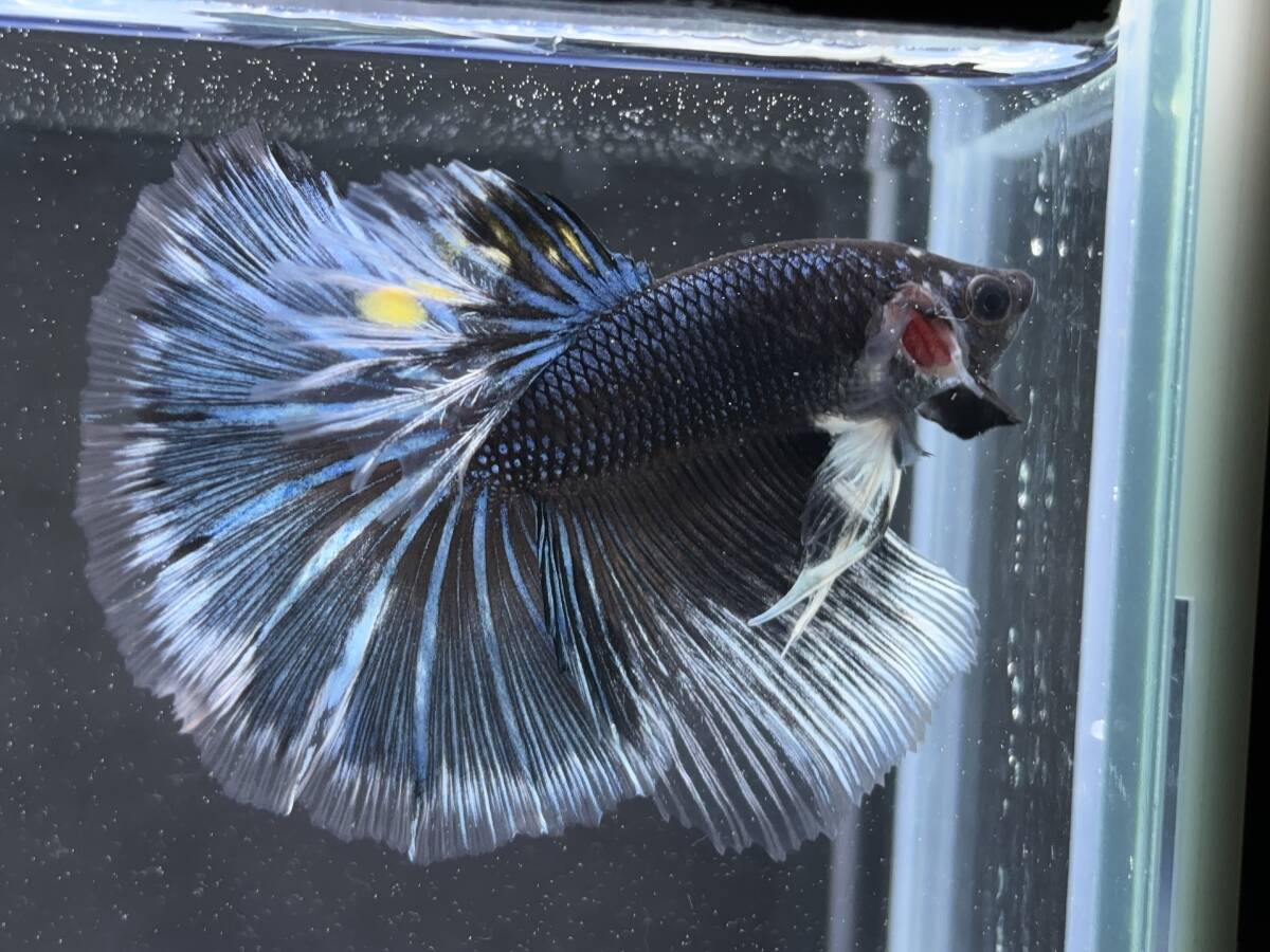 C056 betta Chan *[ animation seeing .^^]NEW! super beautiful beauty! blue black Dragon half moon [ safety transportation!][ Thai direct import ][. put on complete compensation ]