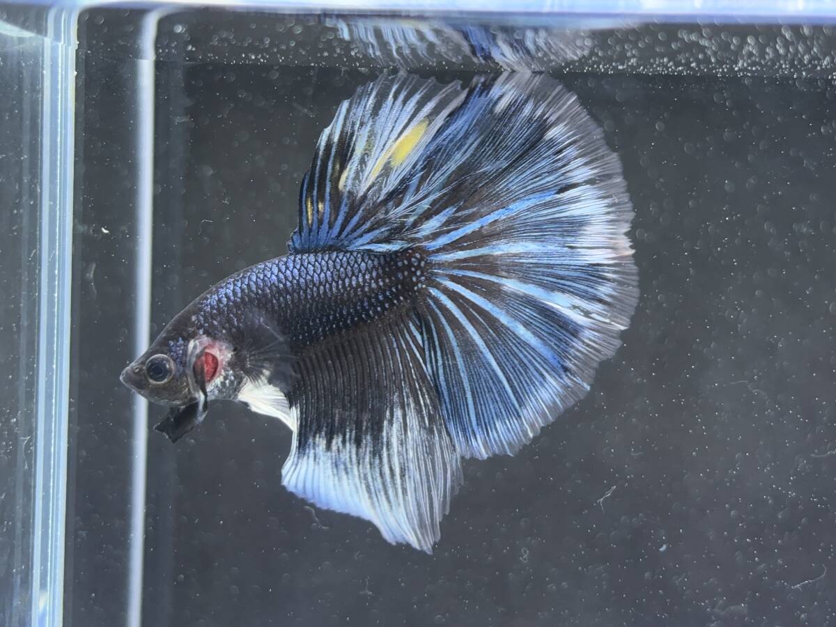 C056 betta Chan *[ animation seeing .^^]NEW! super beautiful beauty! blue black Dragon half moon [ safety transportation!][ Thai direct import ][. put on complete compensation ]
