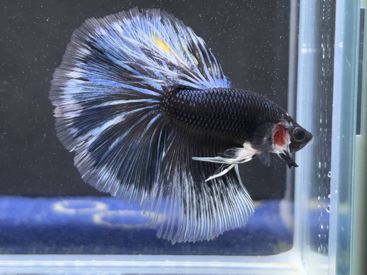 C056 betta Chan *[ animation seeing .^^]NEW! super beautiful beauty! blue black Dragon half moon [ safety transportation!][ Thai direct import ][. put on complete compensation ]