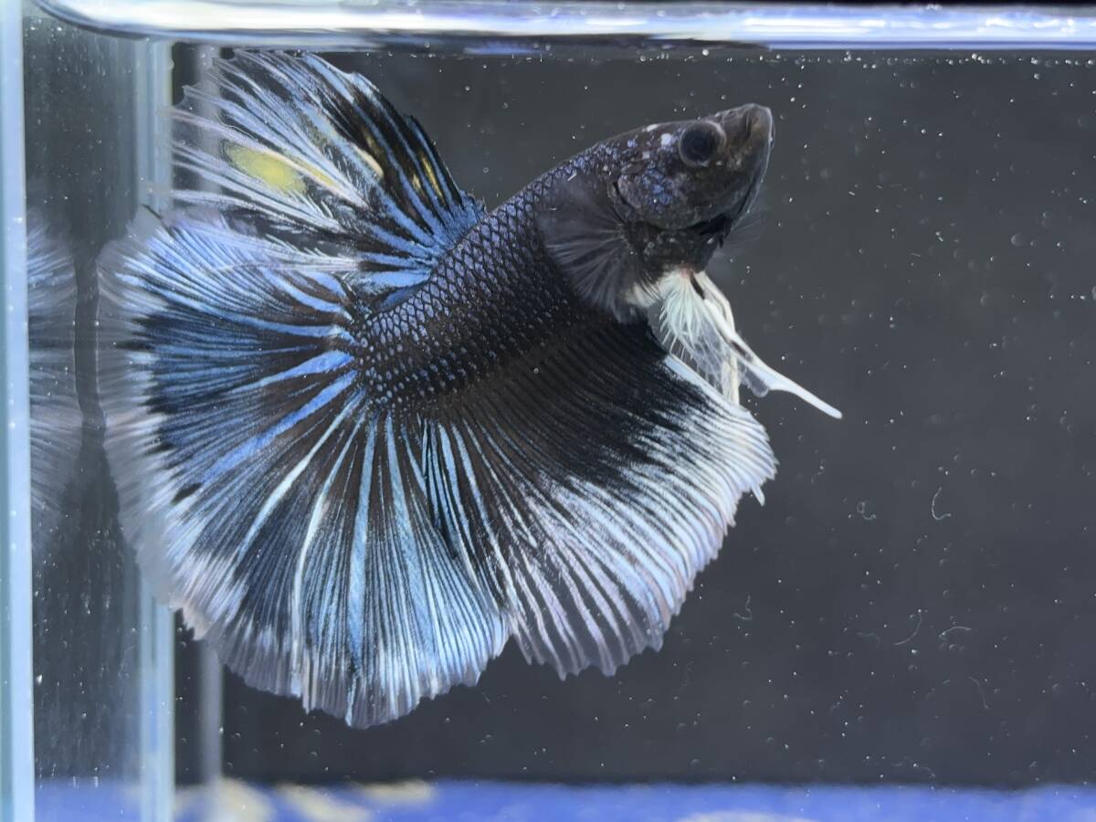 C056 betta Chan *[ animation seeing .^^]NEW! super beautiful beauty! blue black Dragon half moon [ safety transportation!][ Thai direct import ][. put on complete compensation ]