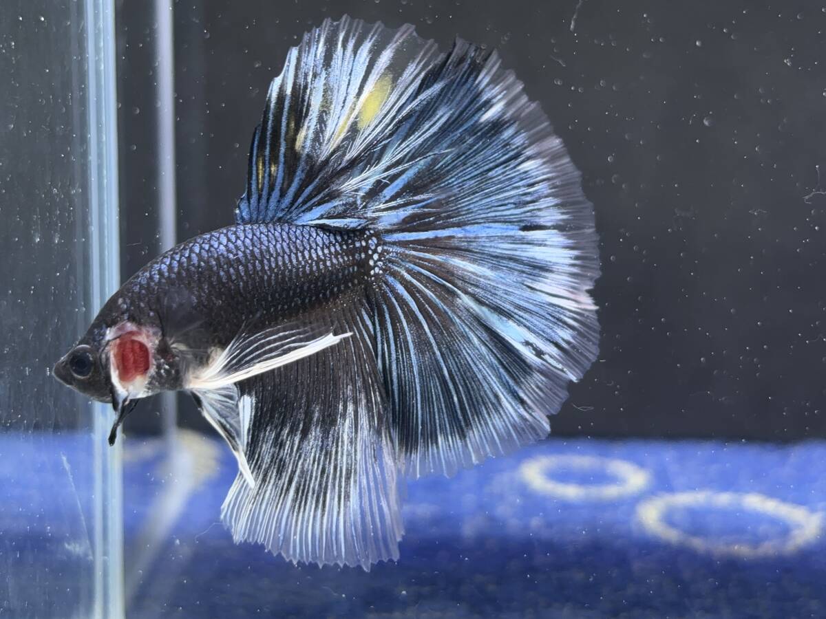 C056 betta Chan *[ animation seeing .^^]NEW! super beautiful beauty! blue black Dragon half moon [ safety transportation!][ Thai direct import ][. put on complete compensation ]