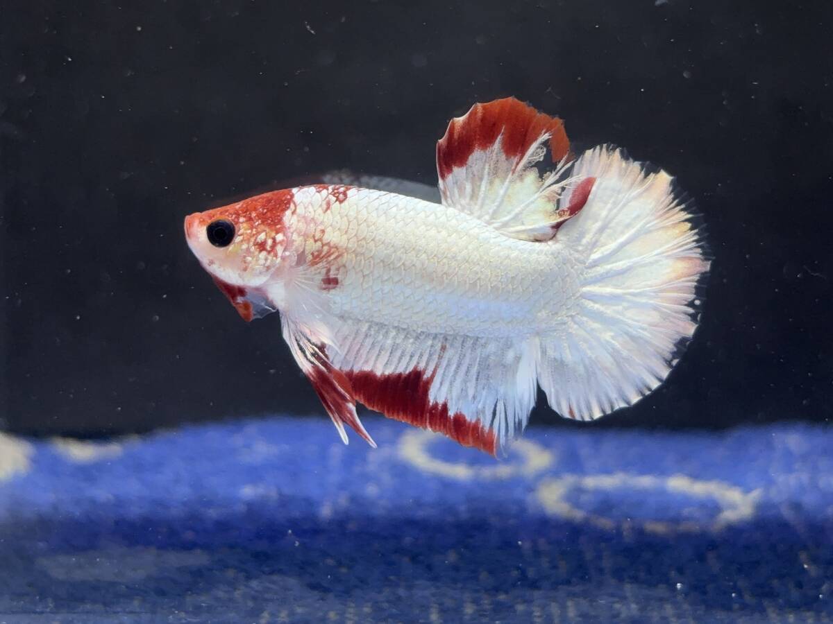 C065 betta Chan *[ animation seeing .^^]NEW! super beautiful beauty! red white Dragon pra cut [ safety transportation!][ Thai direct import ][. put on complete compensation ]