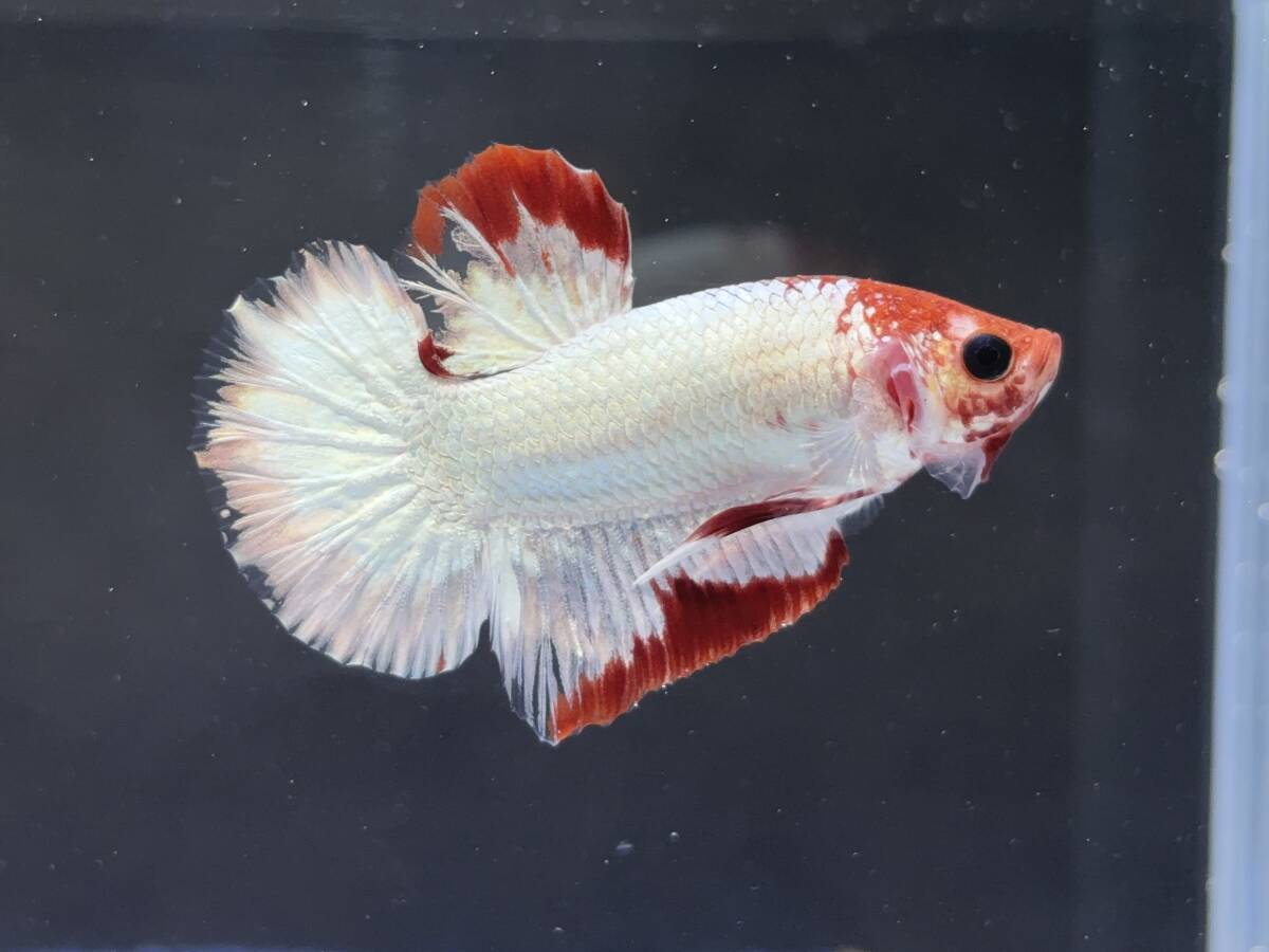 C065 betta Chan *[ animation seeing .^^]NEW! super beautiful beauty! red white Dragon pra cut [ safety transportation!][ Thai direct import ][. put on complete compensation ]