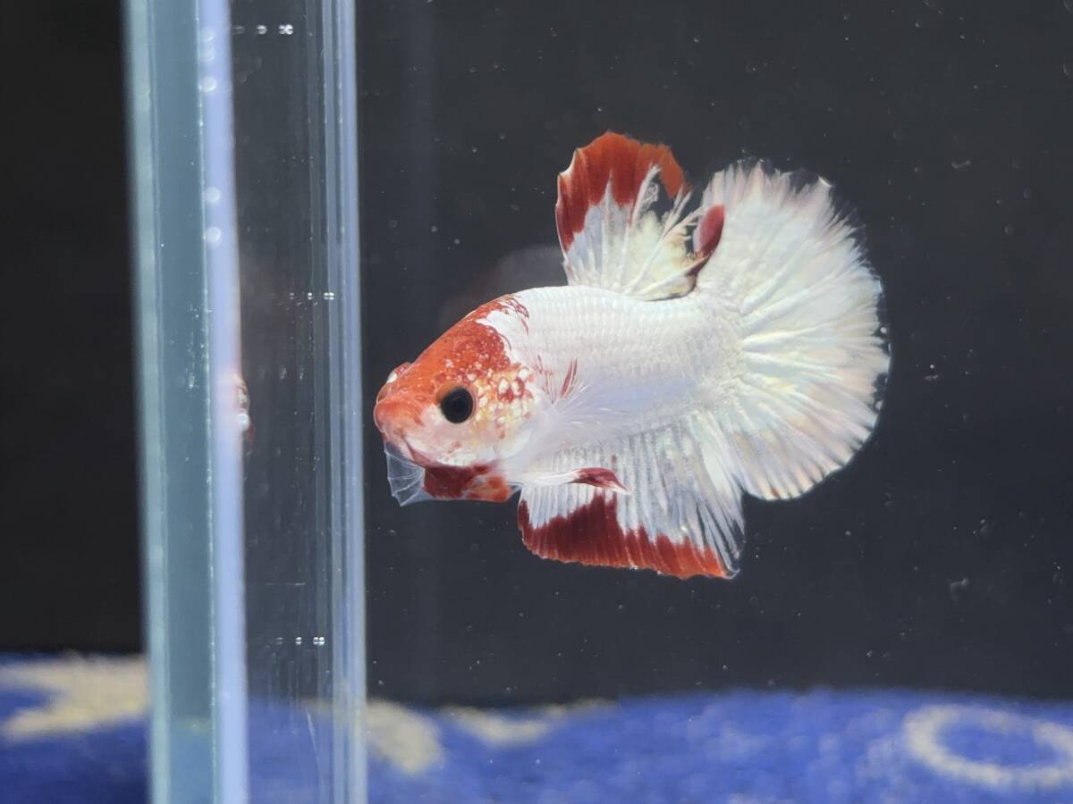 C065 betta Chan *[ animation seeing .^^]NEW! super beautiful beauty! red white Dragon pra cut [ safety transportation!][ Thai direct import ][. put on complete compensation ]