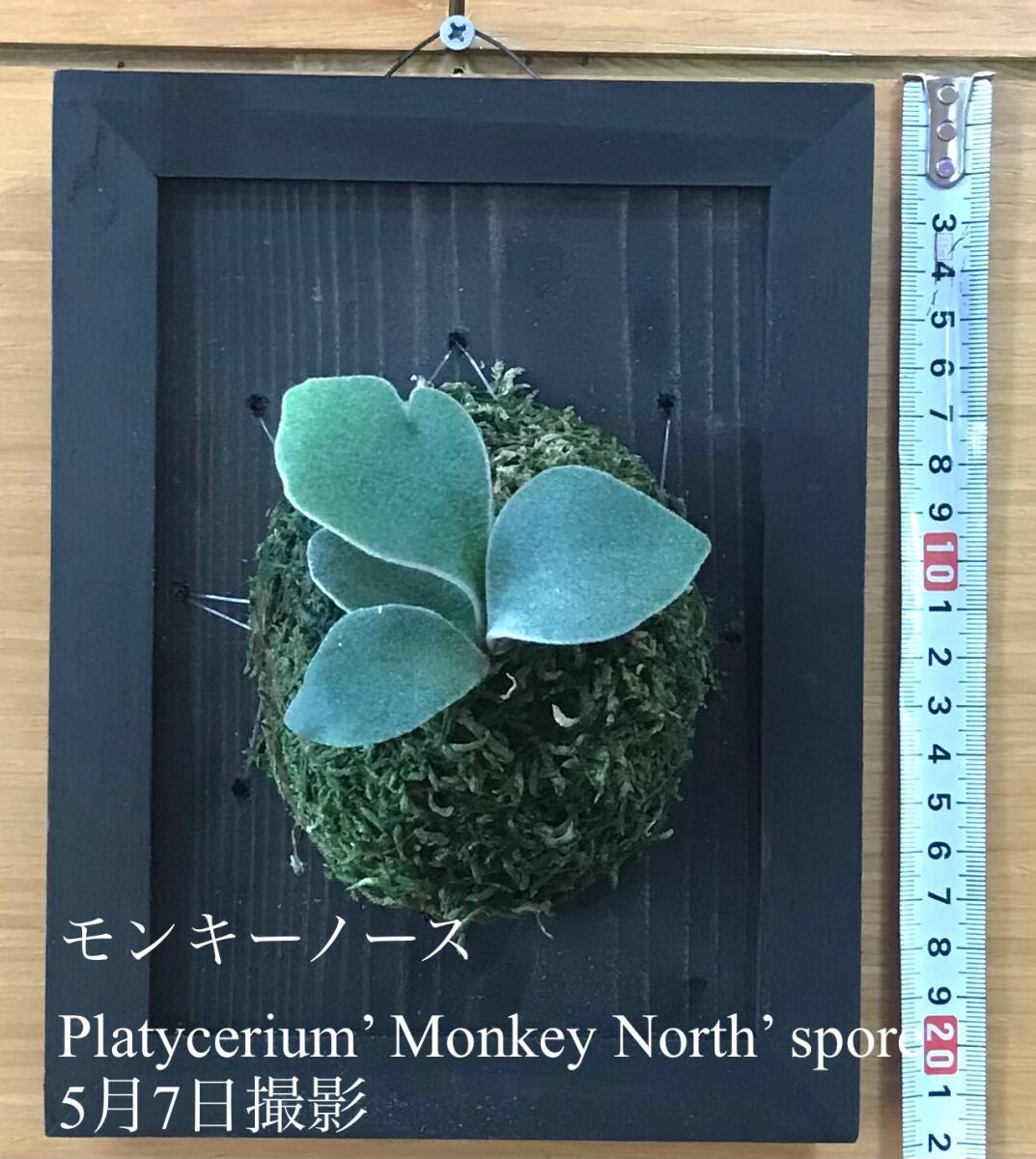  staghorn fern .. breeding Monkey North . Japanese cedar board .. amount attaching interior 