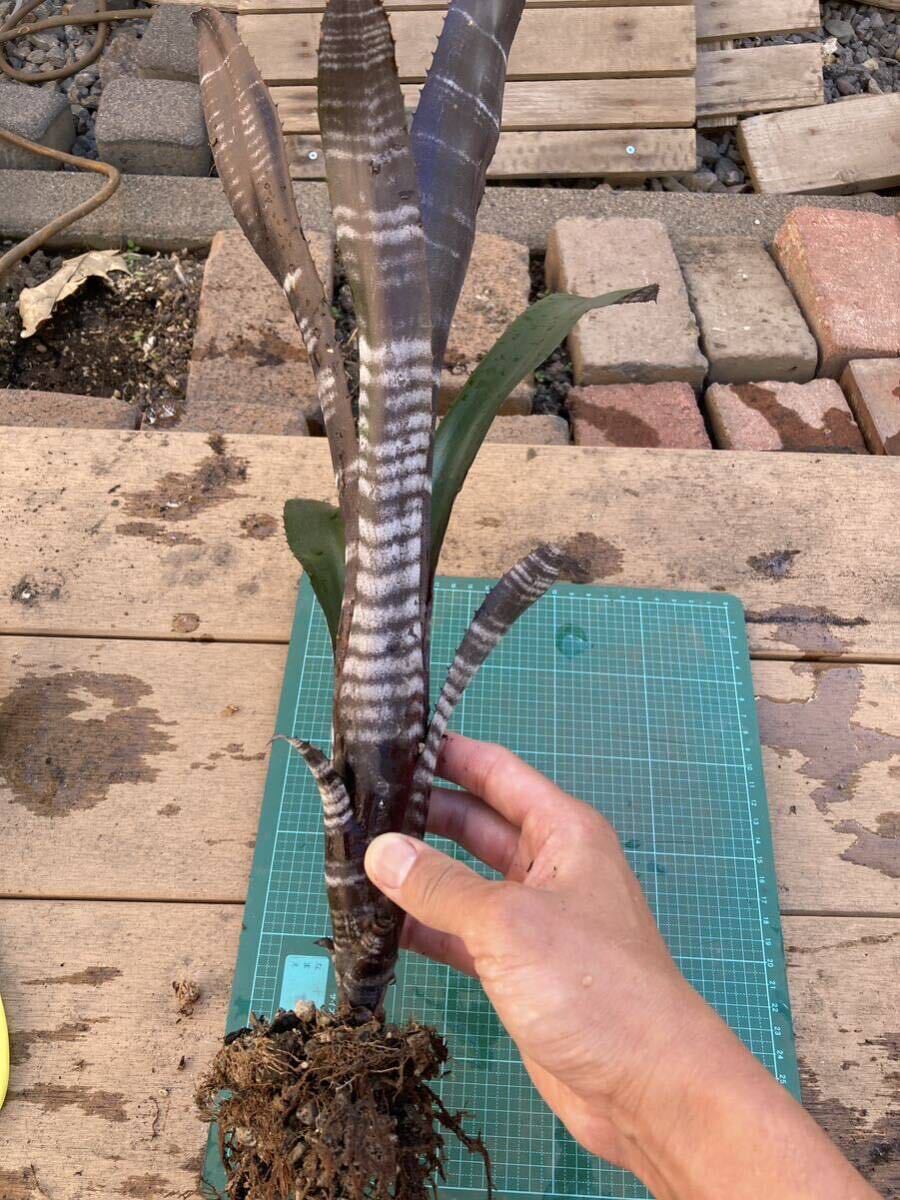  Bill bell gear dozen Bay da-Billbergia Darth Vader pulling out seedling 