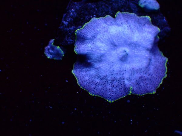 【美ら海】★激美★　ブルー＆ゴールドディスク　　【coral】【サンゴ】【coral】_画像2