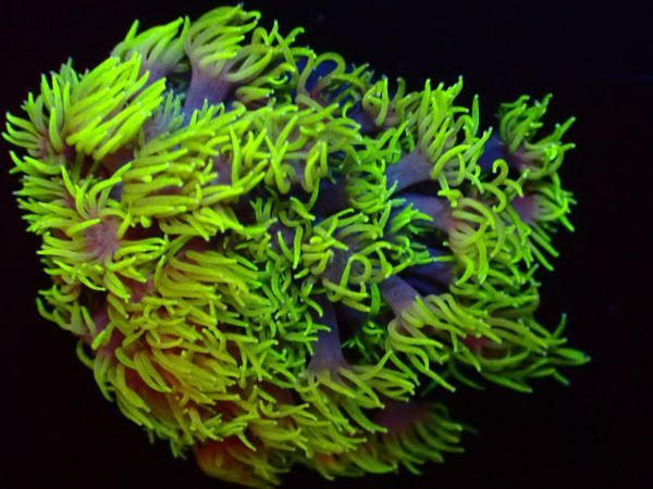 【美ら海】ハナガササンゴ 『Yellow Green Goniopora lobata』 【coral】【サンゴ】【coral】の画像3