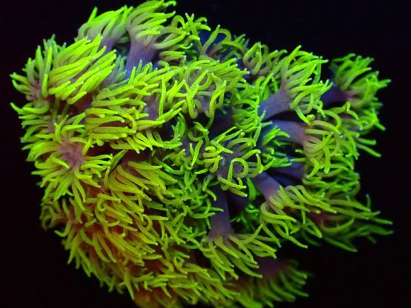 【美ら海】ハナガササンゴ 『Yellow Green Goniopora lobata』 【coral】【サンゴ】【coral】の画像2