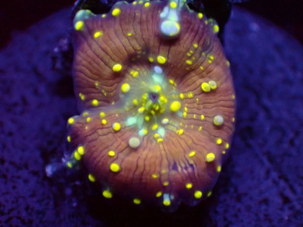 【美ら海】★激美★　ラバランプマッシュルームゴールド　『Lava Lamp Mushroom Gold』【coral】【サンゴ】【アクアリウム】_画像1