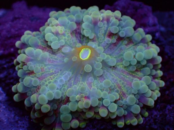 【美ら海】★蛍光発色★　バブルディスク　マルチカラー　『Ricordea Yuma Mushroom Coral』　【coral】【サンゴ】【coral】_画像1