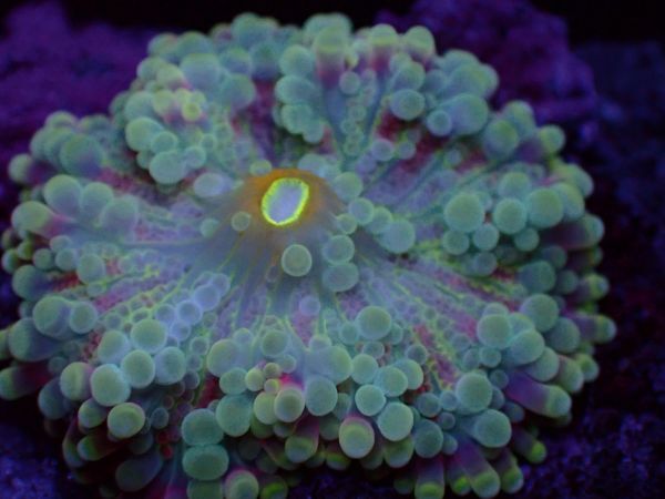 【美ら海】★蛍光発色★　バブルディスク　マルチカラー　『Ricordea Yuma Mushroom Coral』　【coral】【サンゴ】【coral】_画像2