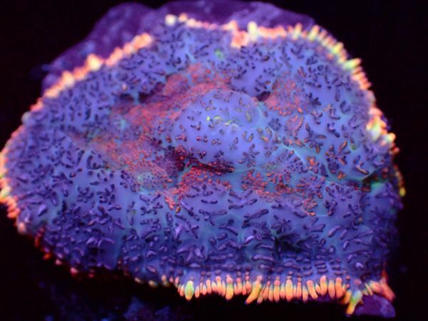 【美ら海】★蛍光発色★　ブルズアイマッシュルーム　オレンジ　『Bullseye Rhodactis Mushroom』　【coral】【サンゴ】【coral】_画像2