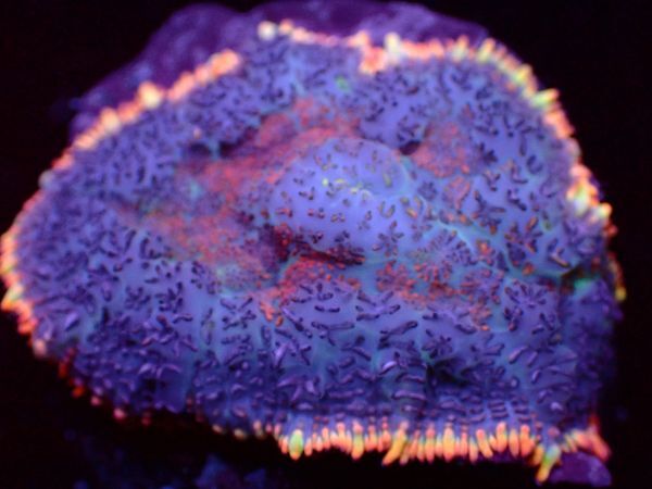 【美ら海】★蛍光発色★　ブルズアイマッシュルーム　オレンジ　『Bullseye Rhodactis Mushroom』　【coral】【サンゴ】【coral】_画像1