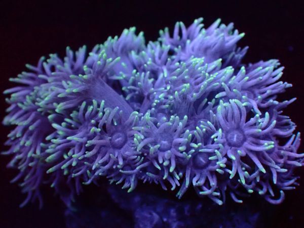 【美ら海】★発色★　ハナガサ　ブルーイエロー　『Goniopora 』　【coral】【サンゴ】【coral】_画像2