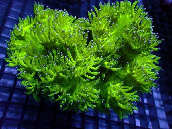 【美ら海】★新入荷15cm★　トランペットコーラル　『Catalaphyllia jardinei』　【coral】【サンゴ】【coral】_画像3