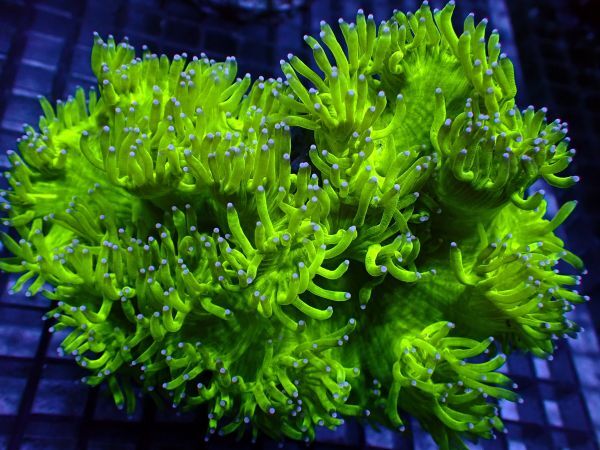 【美ら海】★新入荷15cm★　トランペットコーラル　『Catalaphyllia jardinei』　【coral】【サンゴ】【coral】_画像4