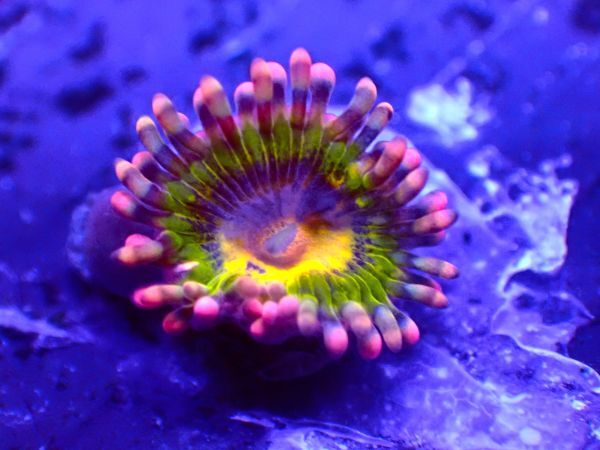 【美ら海】★新入荷激レアマメスナ★　バットキッサ―　『 Buttkisser zoas』　【coral】【サンゴ】【coral】_画像3