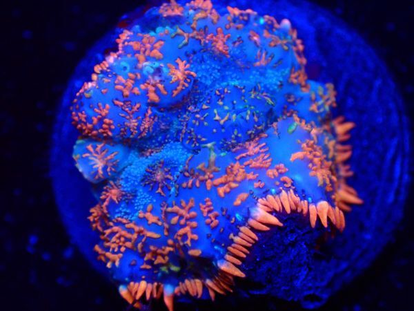 【美ら海】★激発色★　ロダクティスマッシュルーム　『rodactis　mashrum』　【coral】【サンゴ】【coral】_画像1