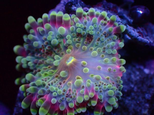 【美ら海】★激美★　バブルディスク　『Ricordea Yuma Mushroom Coral』　【coral】【サンゴ】_画像1