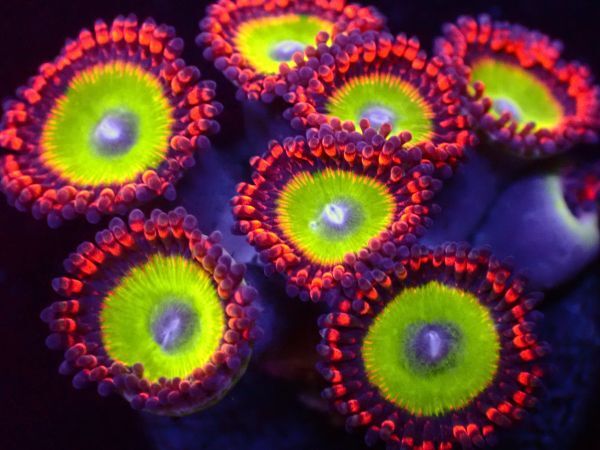 【美ら海】★爆咲き★　キャンディアップル　　『Candy Apple Zoa』　【coral】【サンゴ】【coral】_画像3