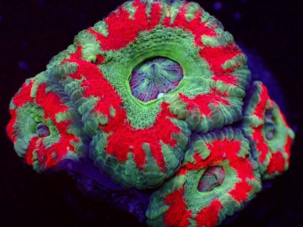 【美ら海】★激発色★　カクオオトゲキクメイシ　『Acanthastrea lord』　【coral】【サンゴ】【coral】_画像1