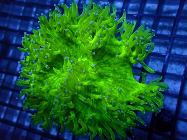 【美ら海】★激美9cmover★　トランペットコーラル　『Ricordea Yuma Mushroom Coral』　【coral】【サンゴ】【coral】_画像2