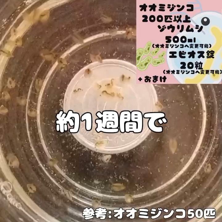 オオミジンコ（2mm以上）200匹以上　ゾウリムシ500ml（オオミジンコ変更可）　エビオス錠20粒（オオミジンコ変更可）＋おまけ