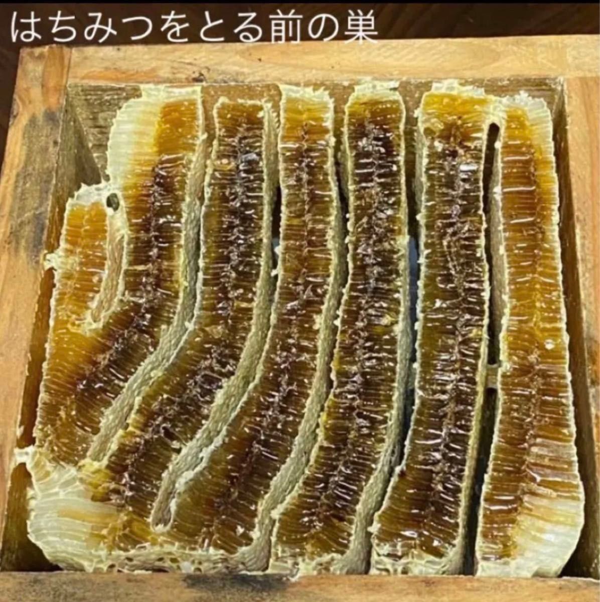 日本ミツバチ 肉球クリーム 抗生物質なし