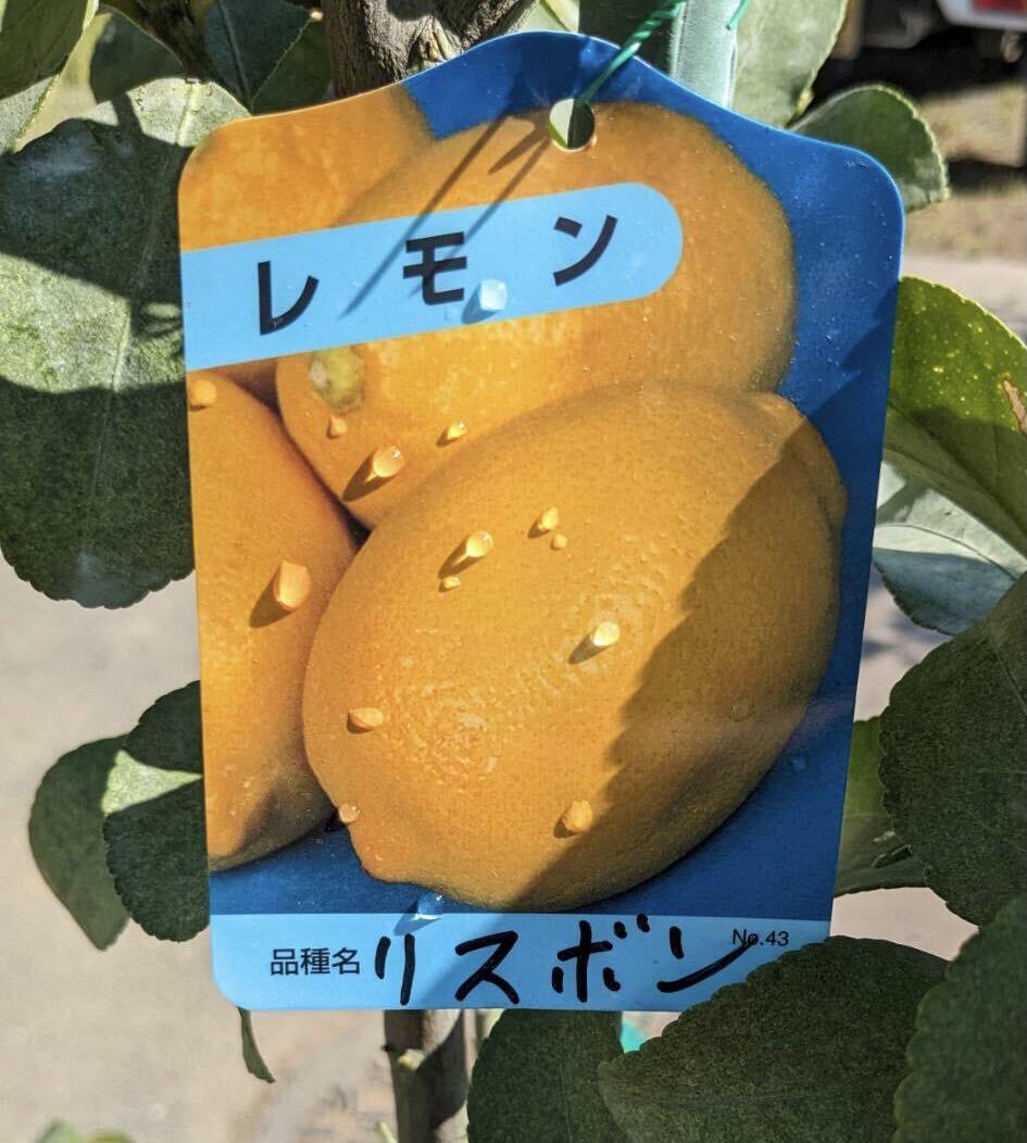 レモン　リスボン　 　実付　 鉢植え_画像10