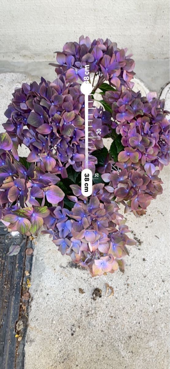 ラスト1鉢　5/15（水）22時まで出品します。紫陽花鉢　マジカルチョコレート 4寸　人気品種_画像6