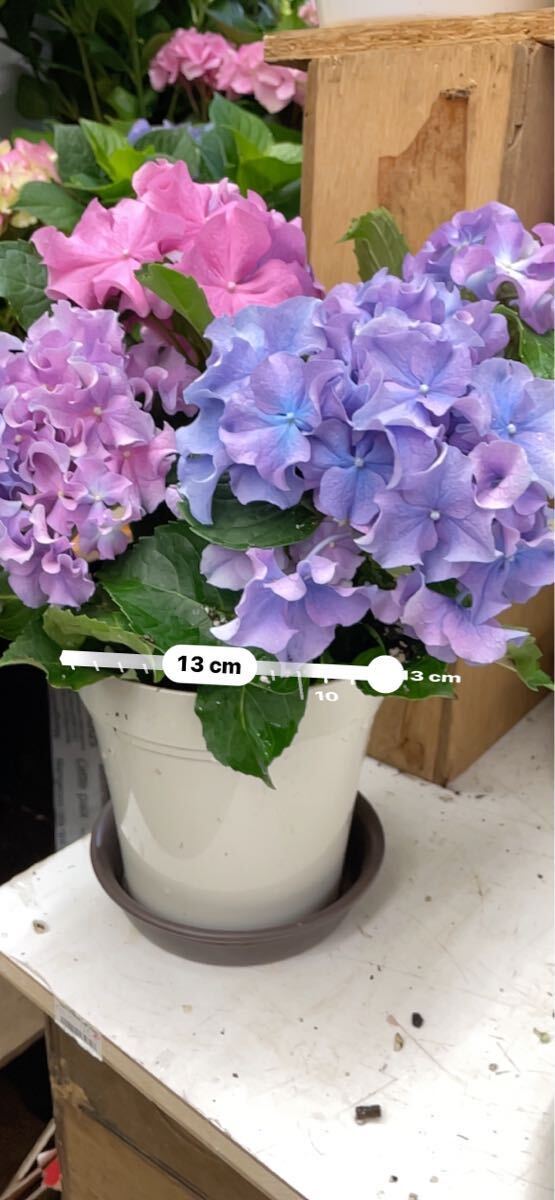 ラスト1鉢　紫陽花鉢　クレイジーテンシア　マーブル　5寸_画像4