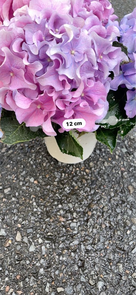 ラスト1鉢　紫陽花鉢　クレイジーテンシア　マーブル　5寸