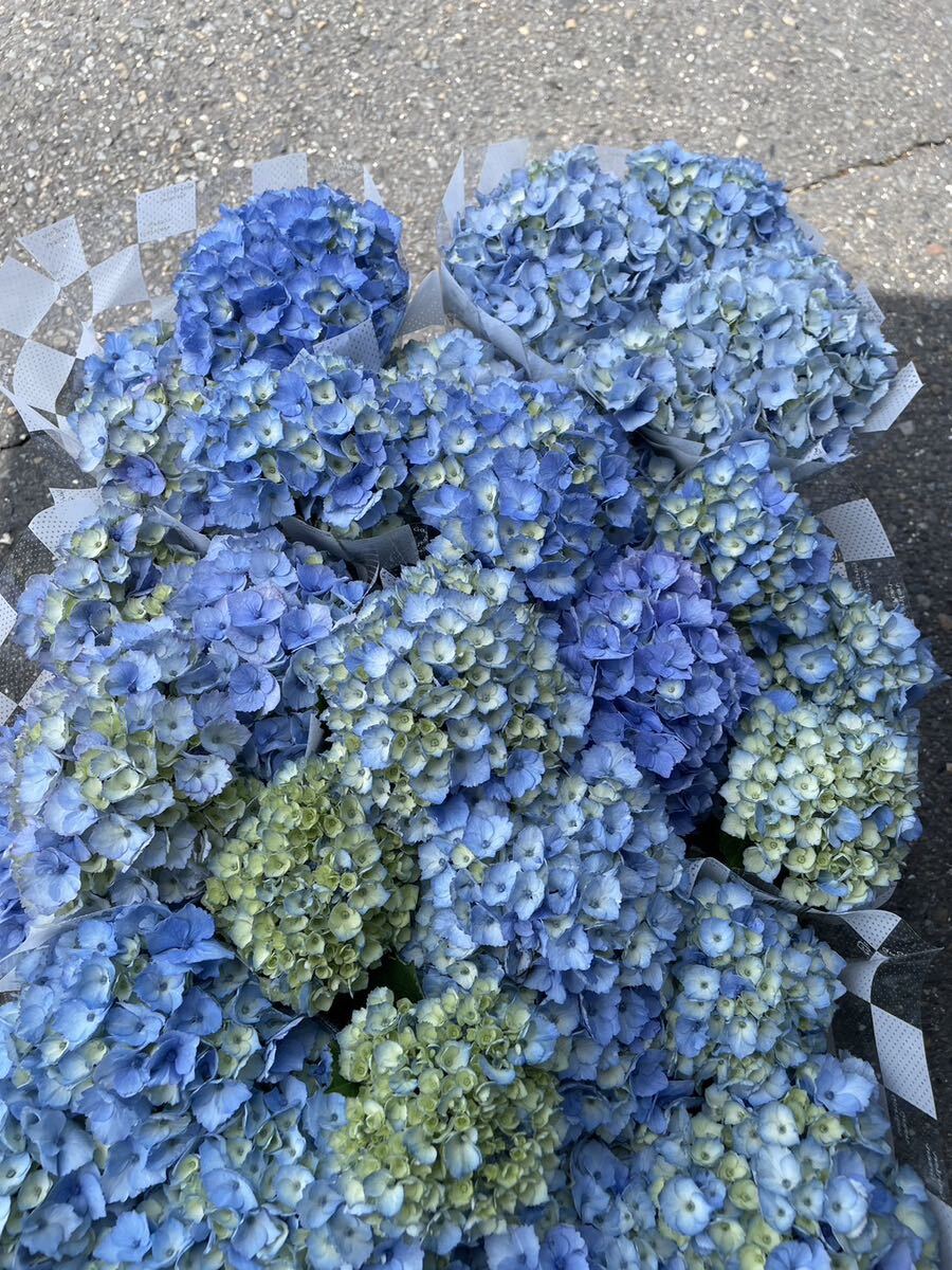 紫陽花鉢　マーブルソーダ　4寸_画像7