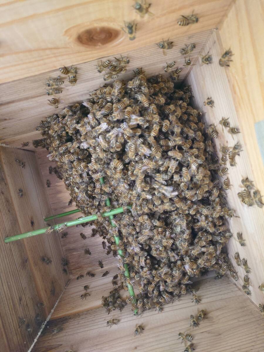 日本蜜蜂、日本みつばちの分蜂群です（Ｃ）_画像7