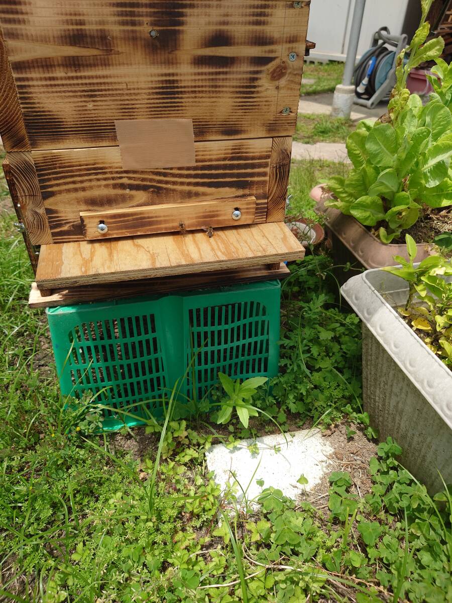 日本蜜蜂、日本みつばちの分蜂群です（D）_画像2