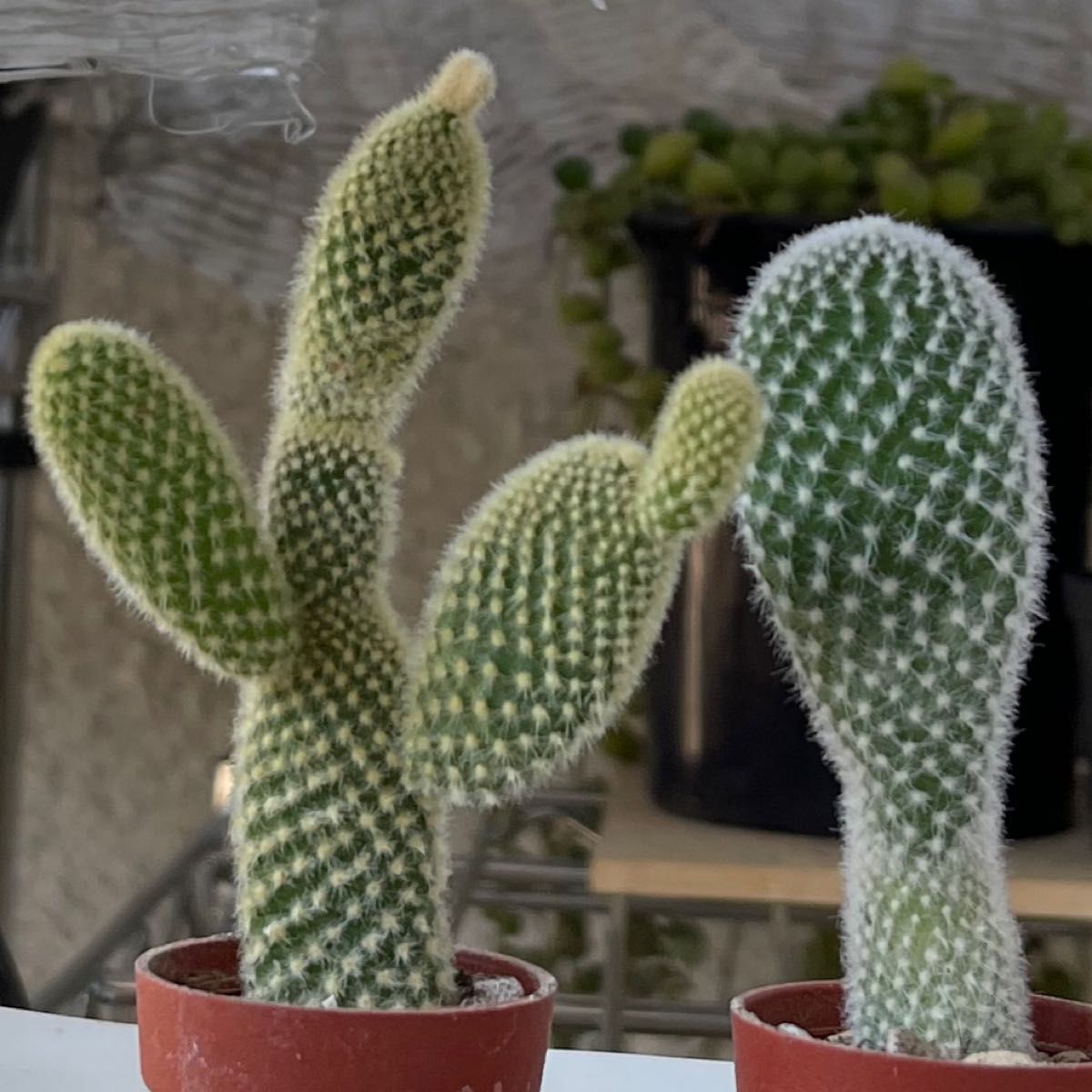 おまとめ！多肉植物^o^  バニーカクタス2種セット