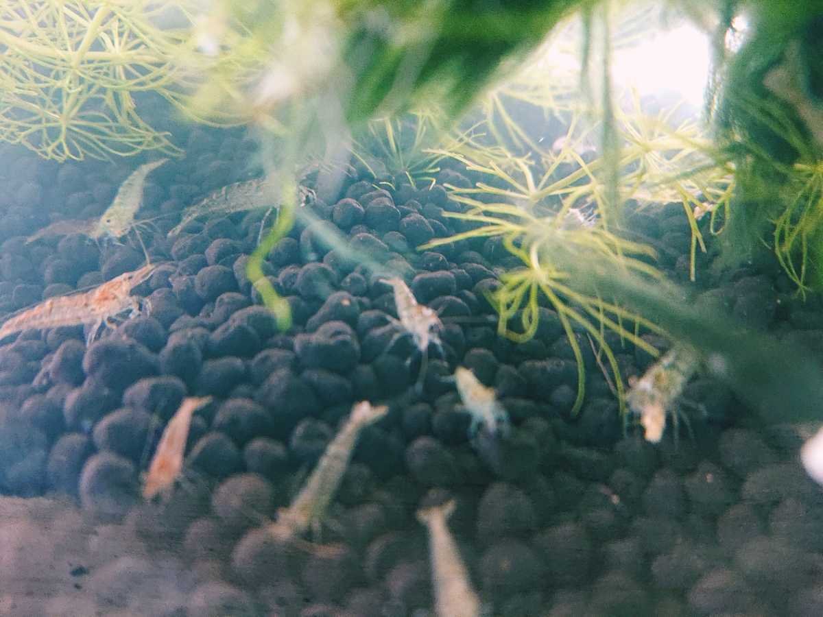 mi Nami freshwater prawn 10 pcs +α freshwater prawn 