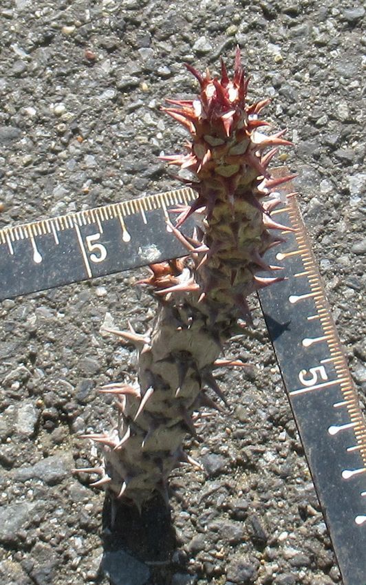 モナデニウム　スピネッセンス　monadenium spinescens　　ユーフォルビア　カット苗未発根_画像4