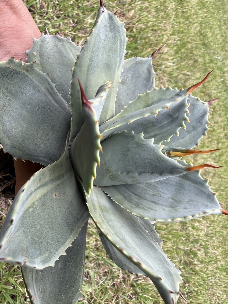 【農園直送】希少　大サイズ　アガベ パリー デザートデライト 斑入り Agave parryi ssp. huachucensis Desert Delight 特選優良強棘株_画像1