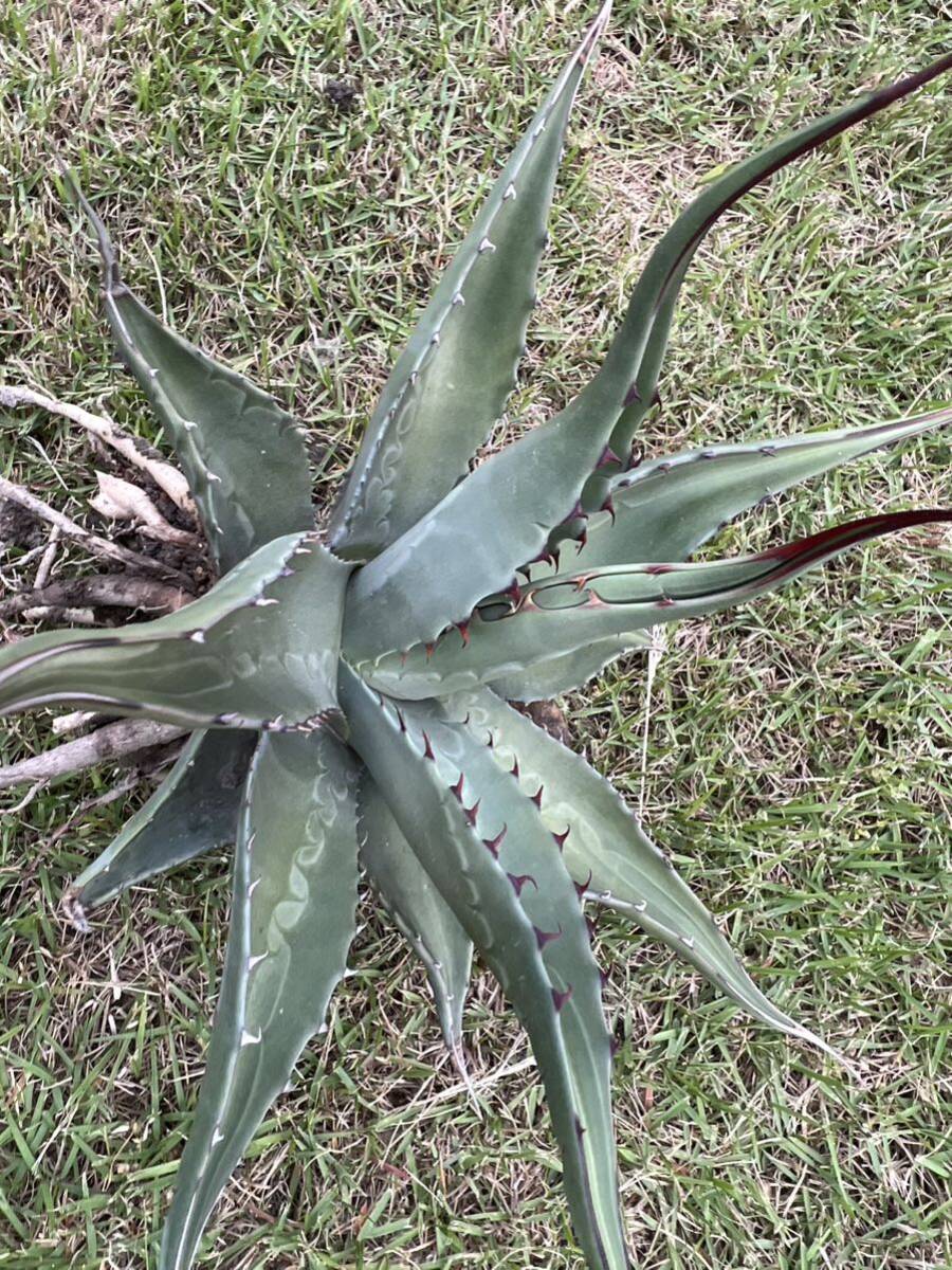 【農園直送】特大サイズ　アガベ　アスペリーマ シルバーリーフAgave asperrima 特選強棘優良株　全写真現品_画像2