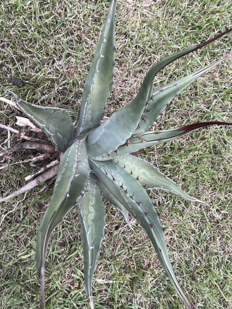 【農園直送】特大サイズ　アガベ　アスペリーマ シルバーリーフAgave asperrima 特選強棘優良株　全写真現品_画像1