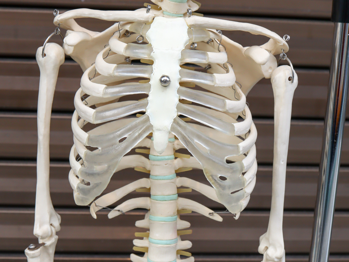 NPAi 全身骨格 人体模型 89cm オブジェ 店舗什器 インテリア_画像3